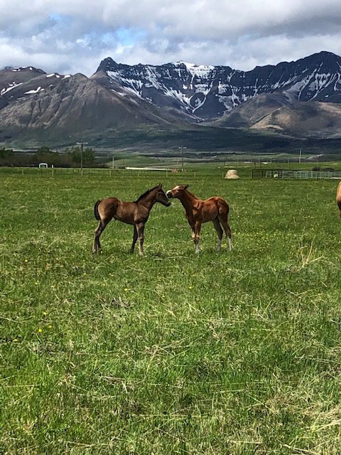 Rocking Heart Ranch - Foals in the pasture with mountains behind